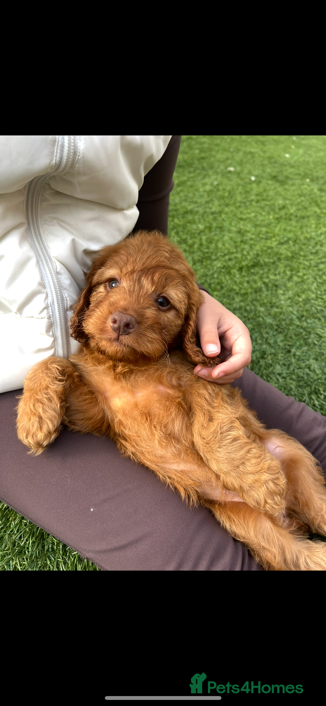 Cockapoo dogs for sale: Red Cockerpoo Puppies - Image 5