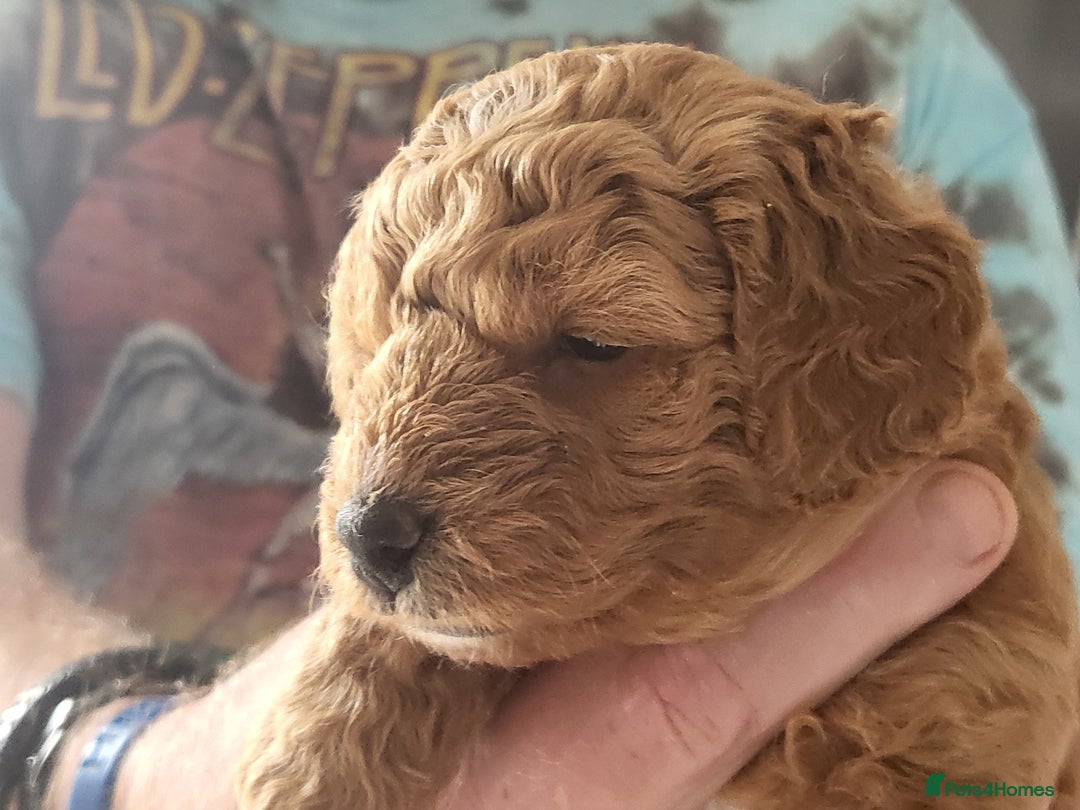 Cavapoo dogs for sale: Cavapoo Puppies for Sale F1B £950 - Image 4