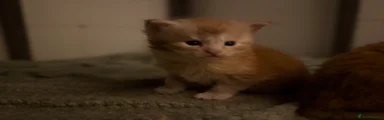 Maine Coon 2