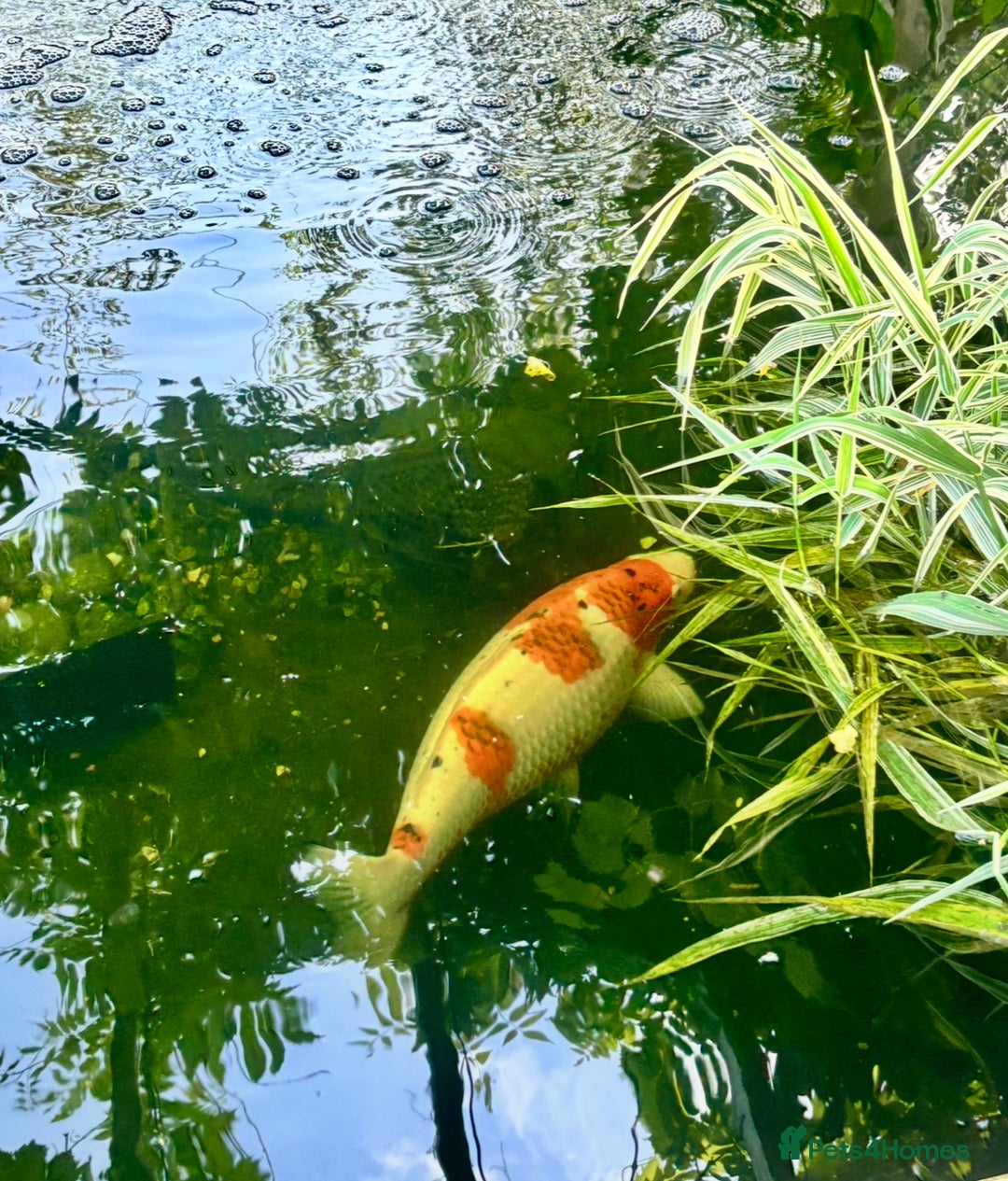 Koi Carp fish for sale: Koi for sale - Image 9