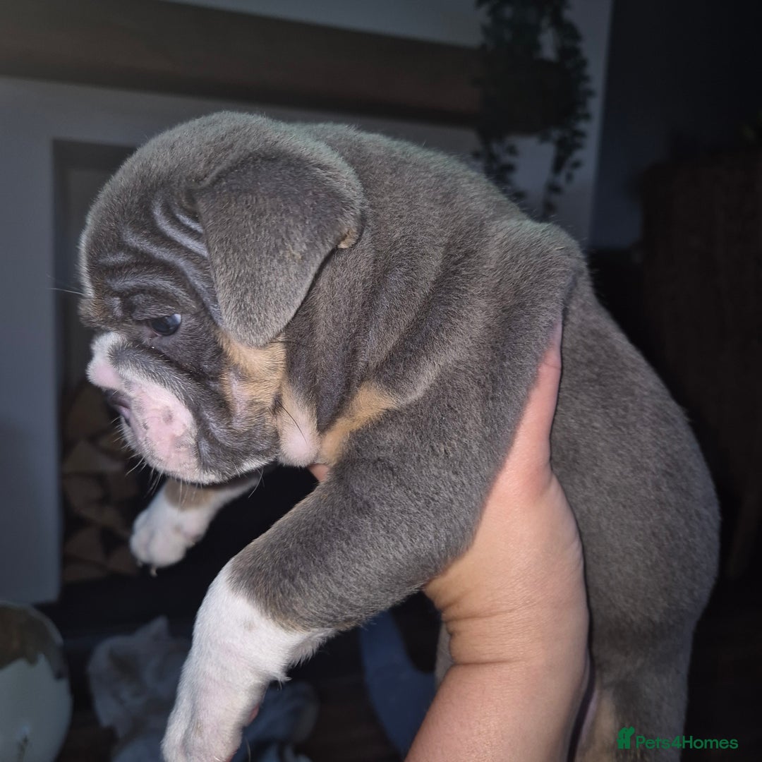 English Bulldog dogs for sale: Lovely little of English Bulldogs - Image 11