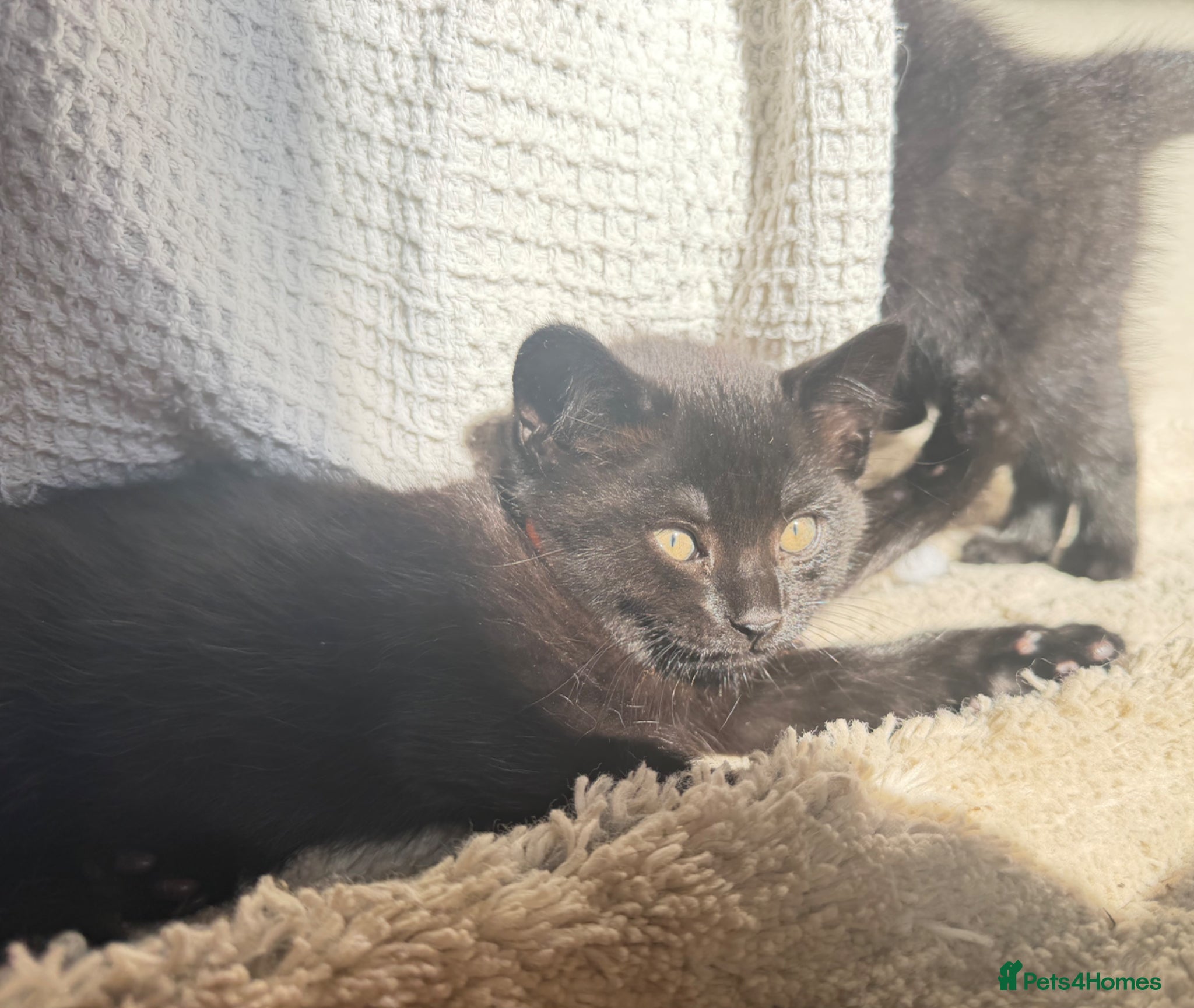 Russian Blue cats for sale: Half Russian Blue Kittens - Advert 8