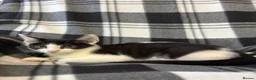 Mixed Breed cats for sale: 5 Gorgeous Kittens - Advert 12