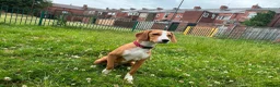 Foxhound dogs for adoption: URGENT - Libby the Posavac Hound - Advert 2