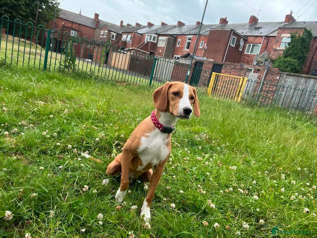 Foxhound dogs for adoption: URGENT - Libby the Posavac Hound - Advert 2