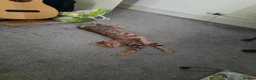 Mixed Breed cats for sale: Rehoming 4 year old Bengal/Savannah cross in Cardiff - Advert 11