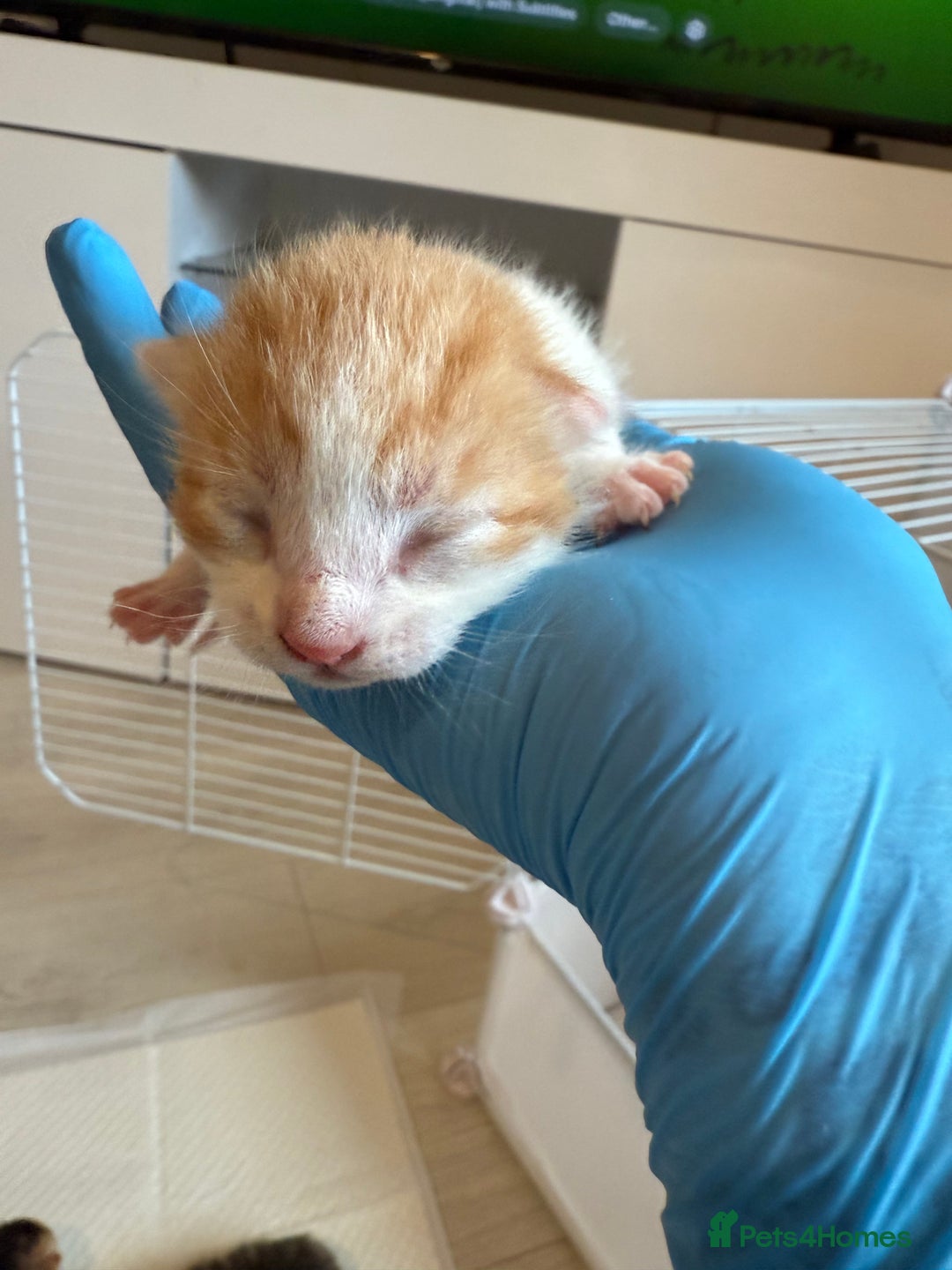 Domestic Shorthair cats for sale: 6 beautiful kittens available November - Image 4