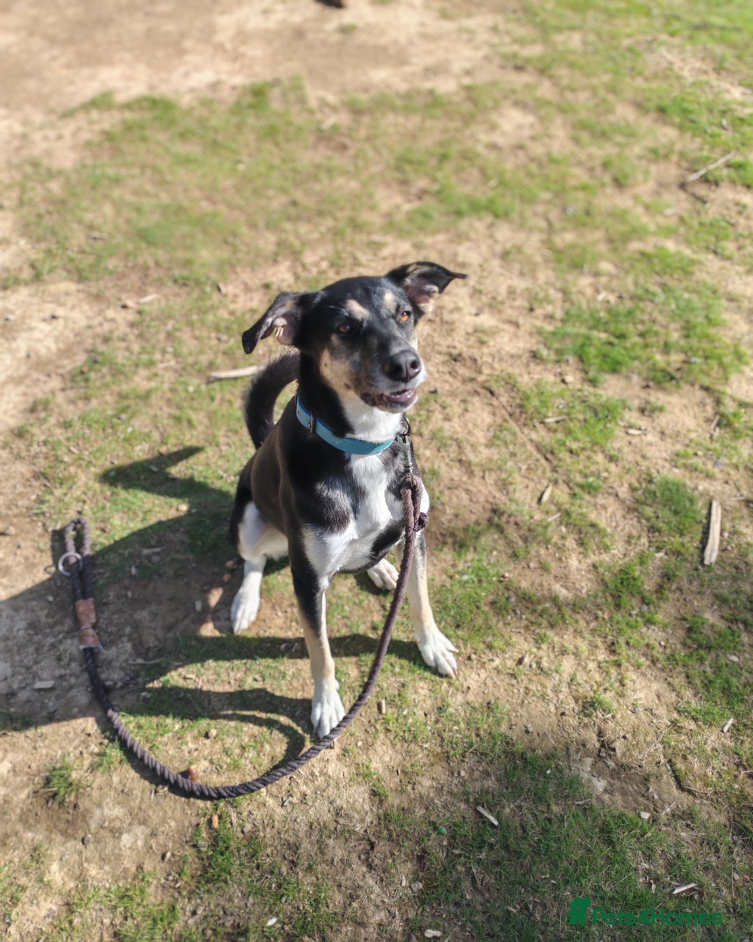 Mixed Breed dogs for sale: 2 years old Female - Image 4