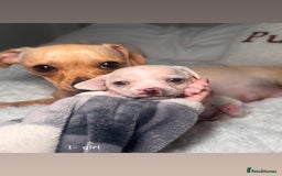 Chiweenie dogs for sale: chiweenie (dachshund x chihuahua) puppies - Image 3