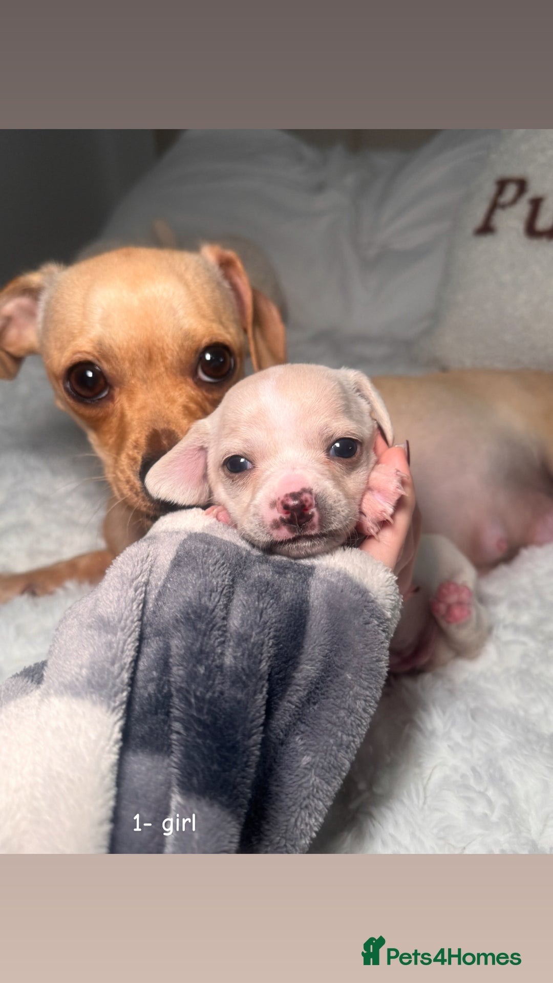 Chiweenie dogs for sale: chiweenie (dachshund x chihuahua) puppies - Image 3