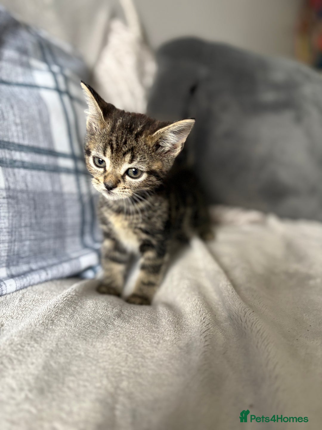 Mixed Breed cats for sale: Kittens  in Bognor Regis - Image 7