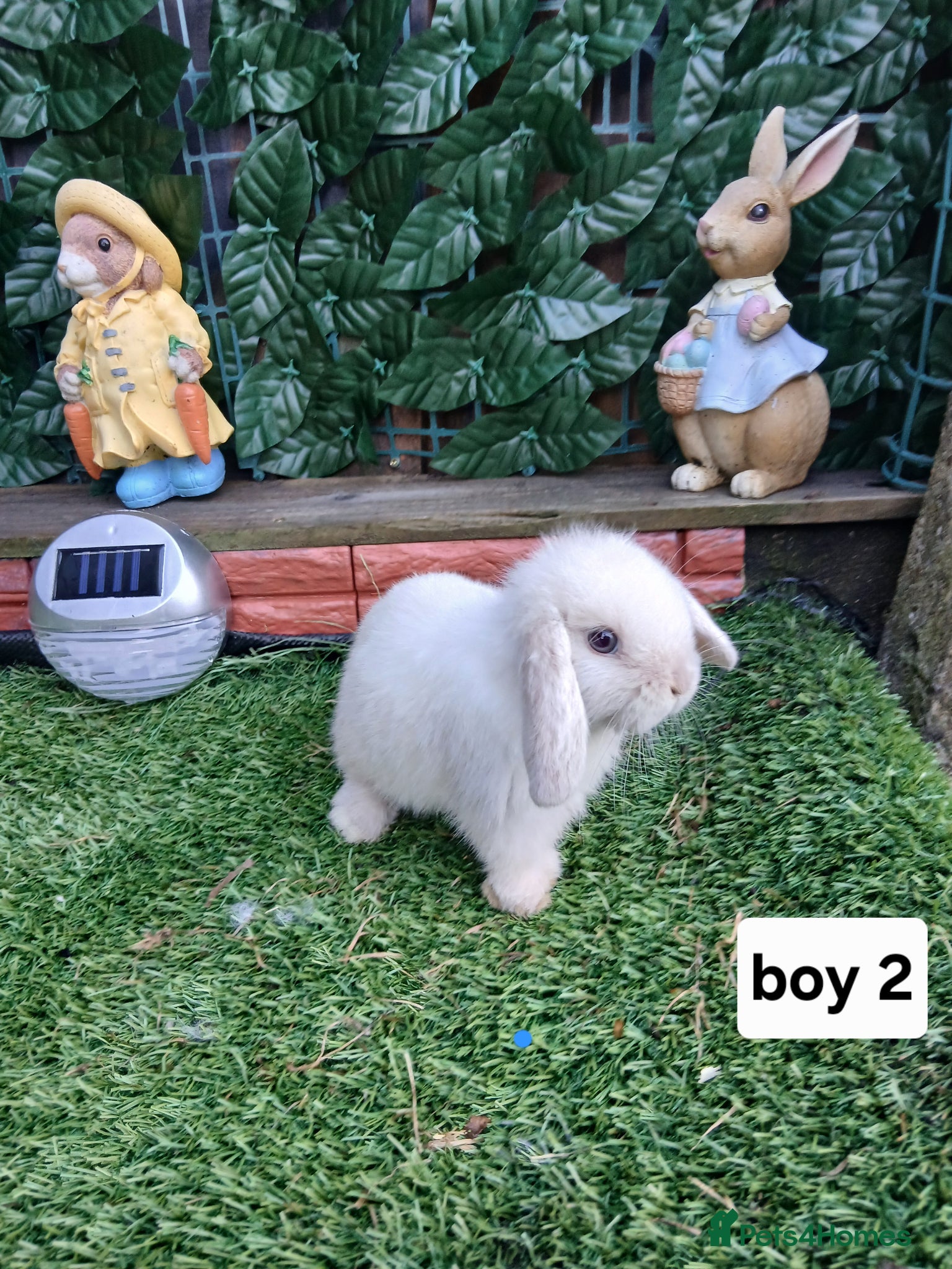 Mini Lop rabbits for sale: 6 mini lop baby's  - Advert 5