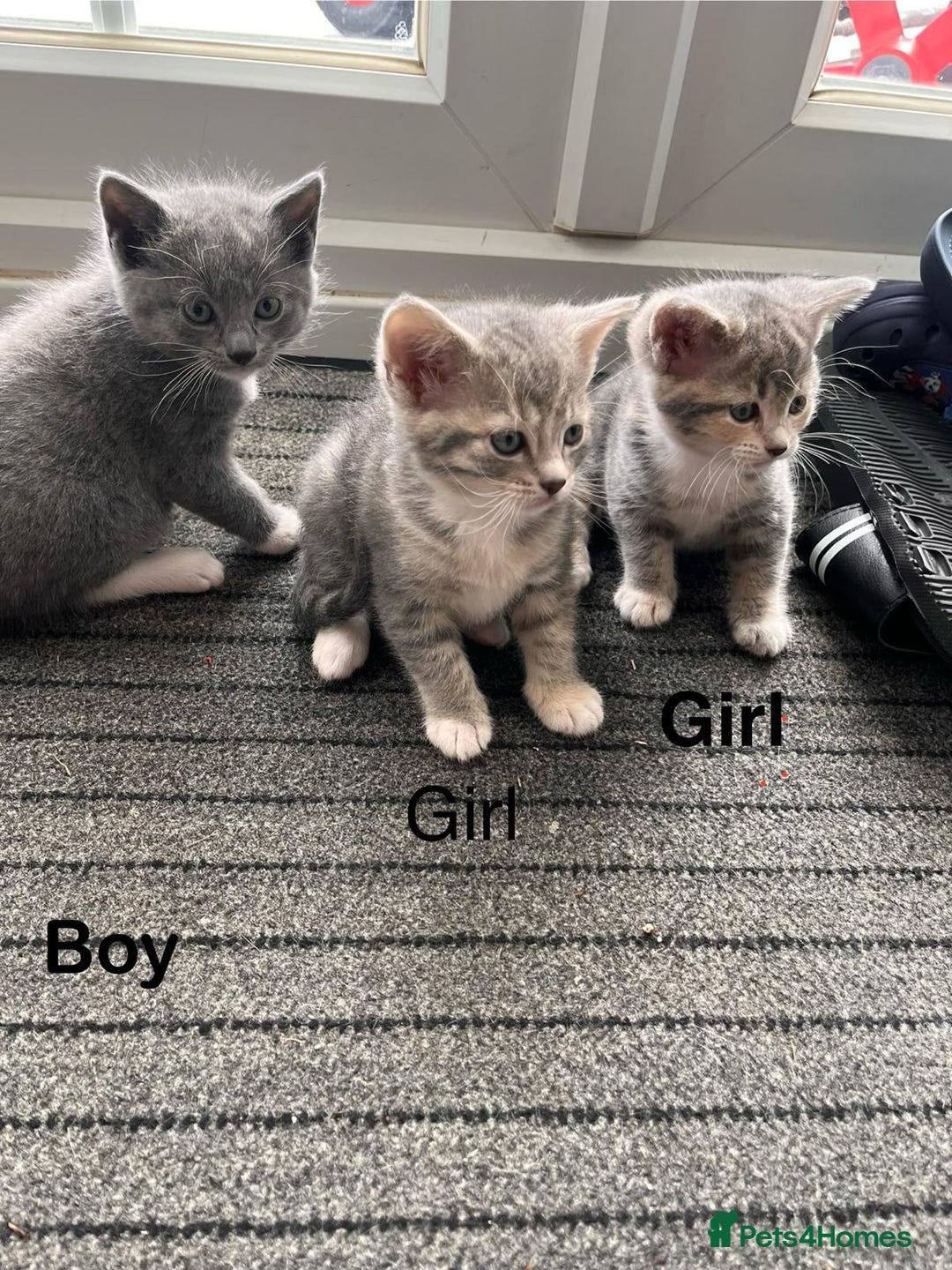 Mixed Breed cats for sale: Beautiful kittens, 2 girls, 1 boy - Image 5