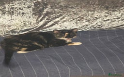 Mixed Breed cats for sale: Kitten - Image 3