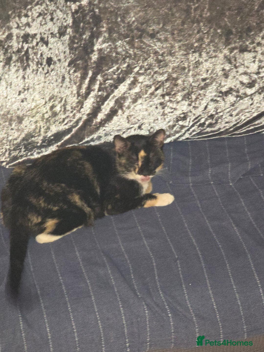 Mixed Breed cats for sale: Kitten - Image 3