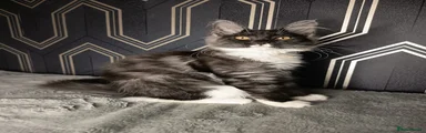 Maine Coon 1