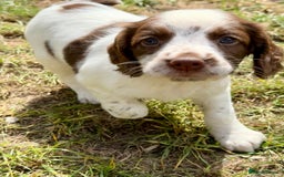 English Springer Spaniel dogs for sale: FTAW Bred Puppies from excellent lines - Image 3