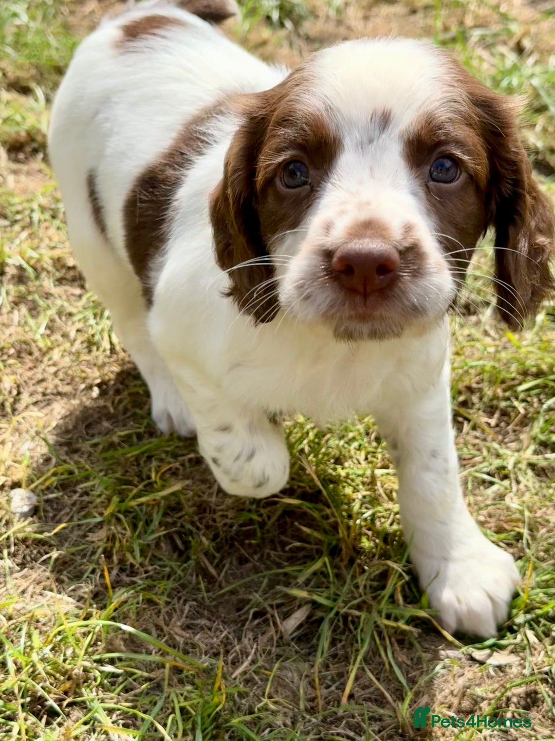 English Springer Spaniel dogs for sale: FTAW Bred Puppies from excellent lines - Image 3