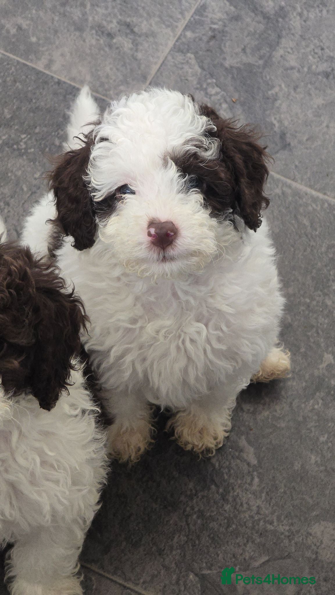 Cockapoo dogs Beautiful F1BB rare curly cockapoo's for sale  - Advert 9