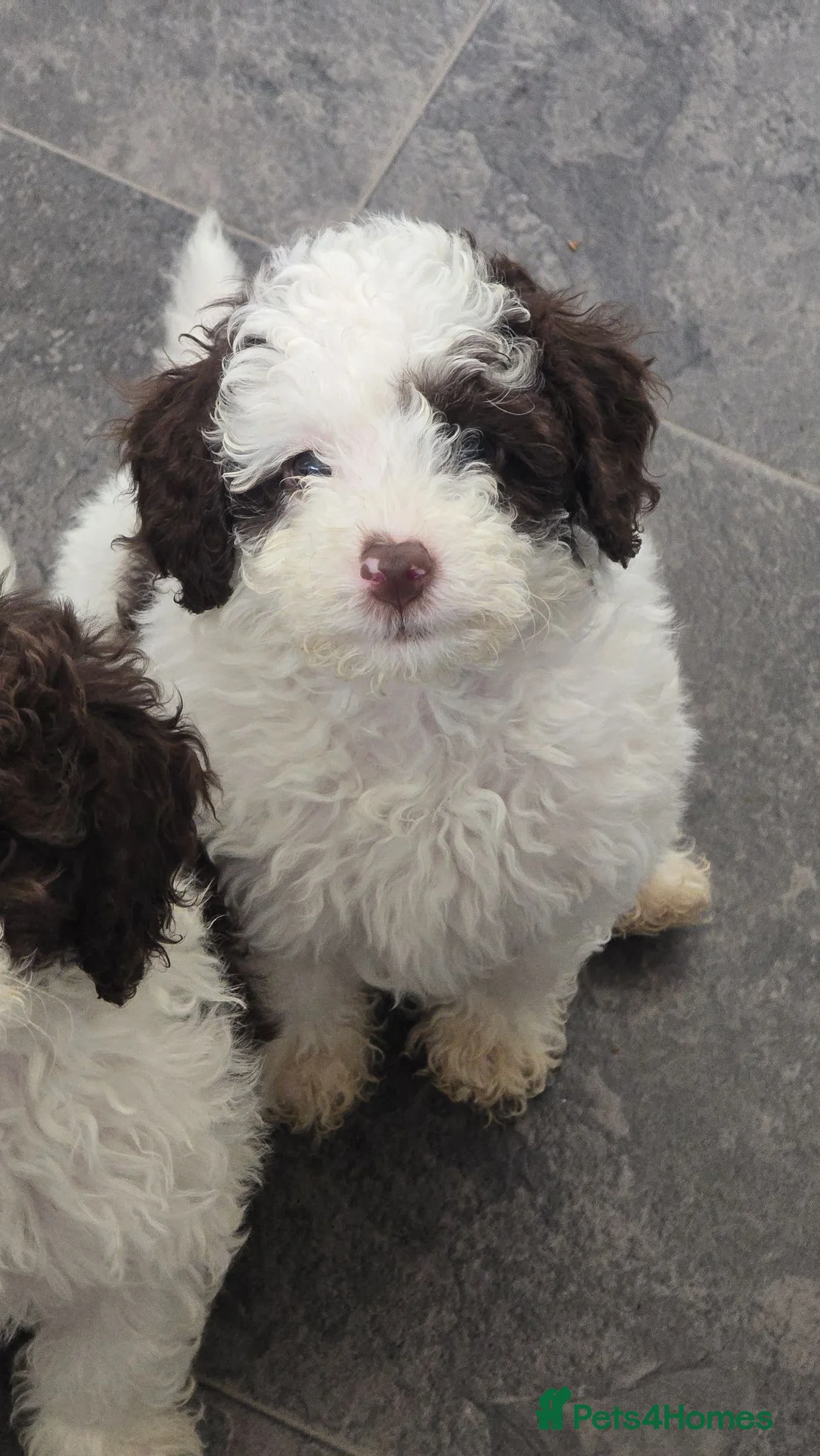 Cockapoo dogs for sale: Beautiful F1BB rare curly cockapoo's for sale  - Advert 1