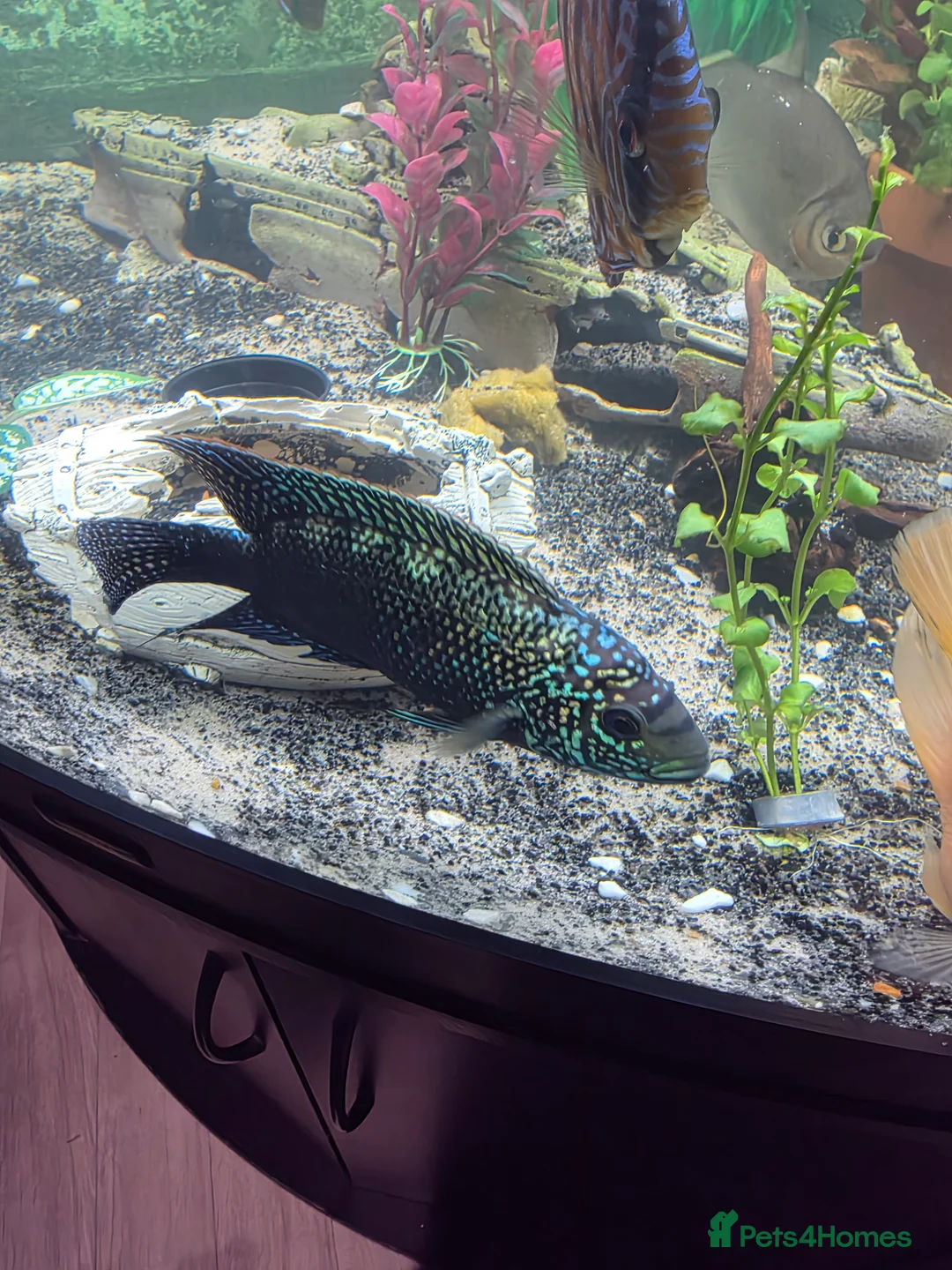 Other/Mixed Breed fish for sale: 1 pair of parrot fish 1 pair of jack dempsey  - Advert 5