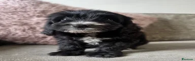 Cockapoo 3