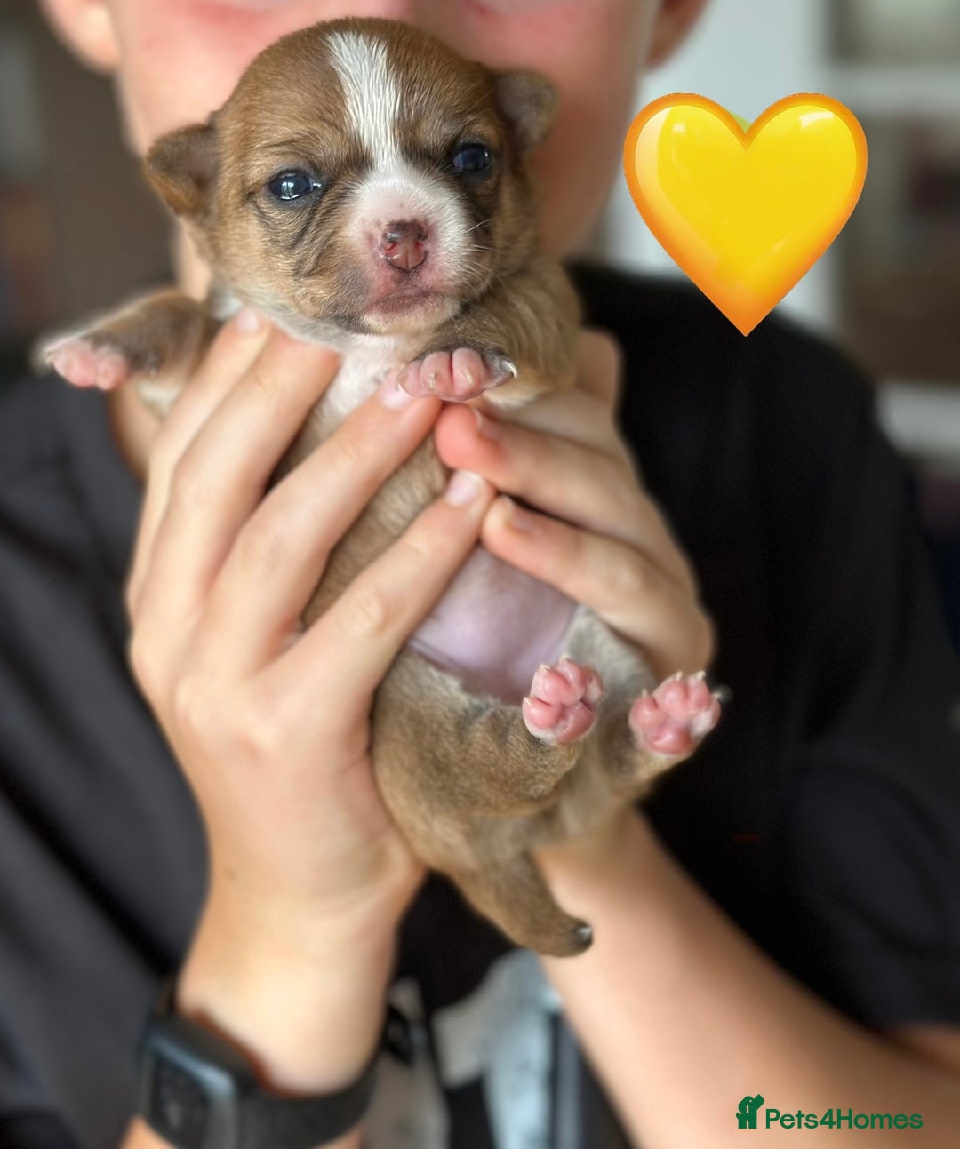 Chihuahua dogs for sale: 6 Gorgeous Chihuahua Puppies 🐶💙🩷🩷🩷🩷💙  - Image 13