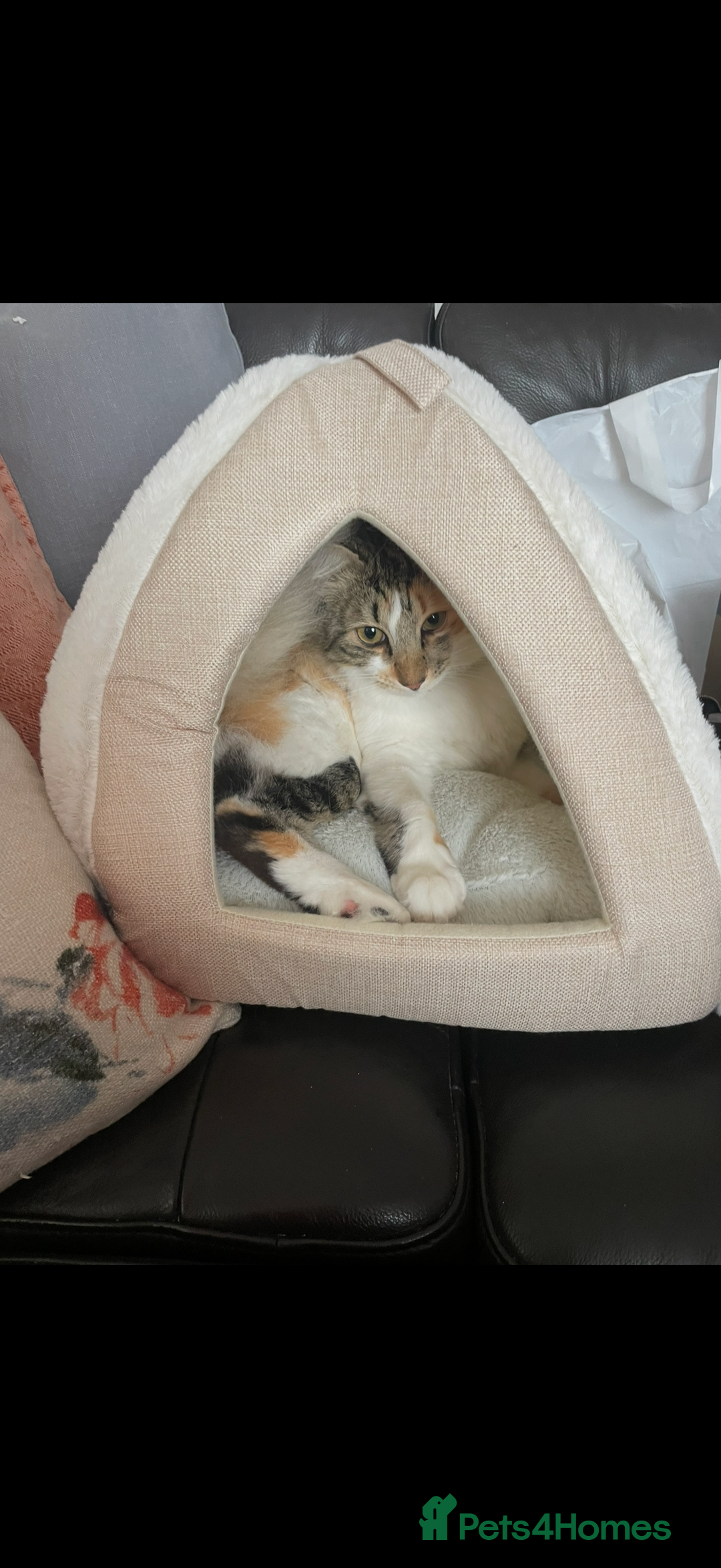 Mixed Breed cats for sale: Boy cat up for adoption - Advert 18