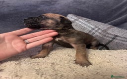 Mixed Breed dogs for sale: Cane Corso and Dogue de Bordeaux - Image 5