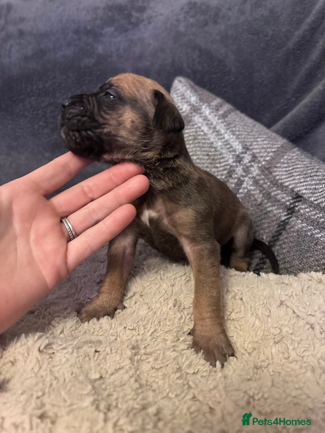 Mixed Breed dogs for sale: Cane Corso and Dogue de Bordeaux - Image 5