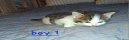 Domestic Shorthair cats for sale: 5 gorgeous kittens for sale  - Advert 28