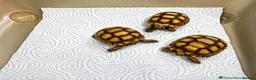 Tortoise reptiles for sale: Baby Sulcata Tortoises - Advert 4