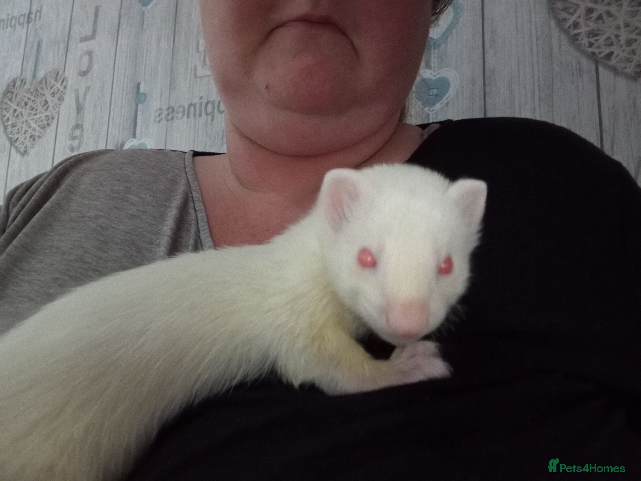 Ferret rodents Ferret hob kits - Advert 14