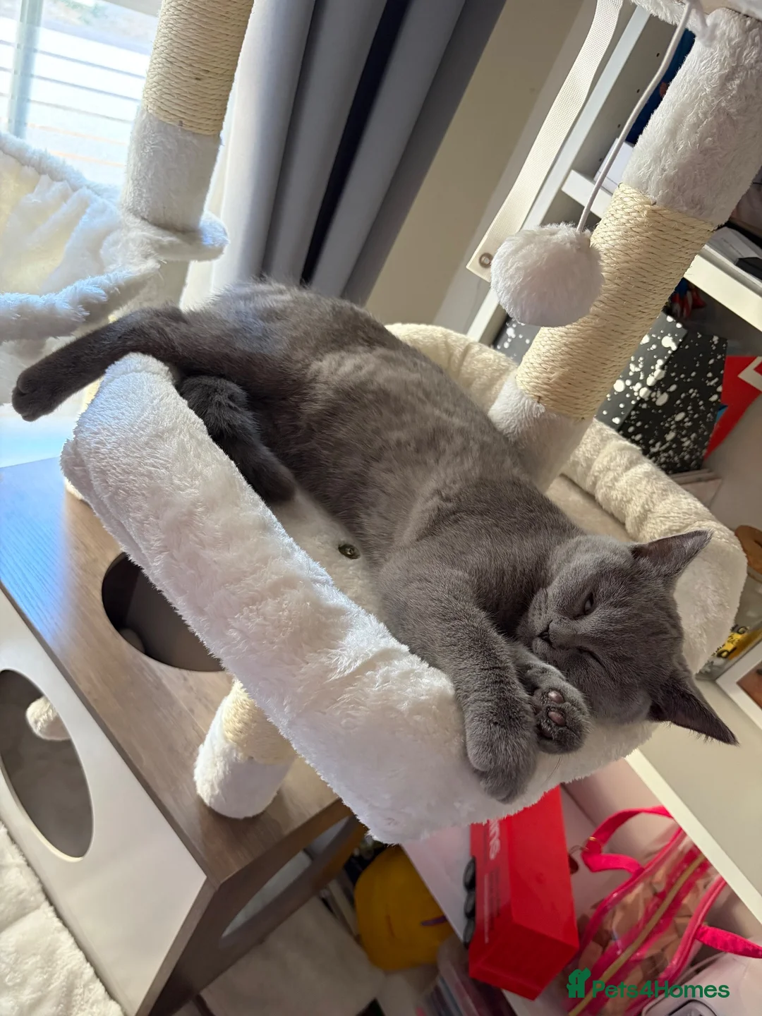 British Shorthair cats for sale: 4 months British shorthair female in Northampton - Advert 2