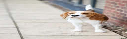 Beagle dogs for sale: Female beagle seeking sofa - Advert 2