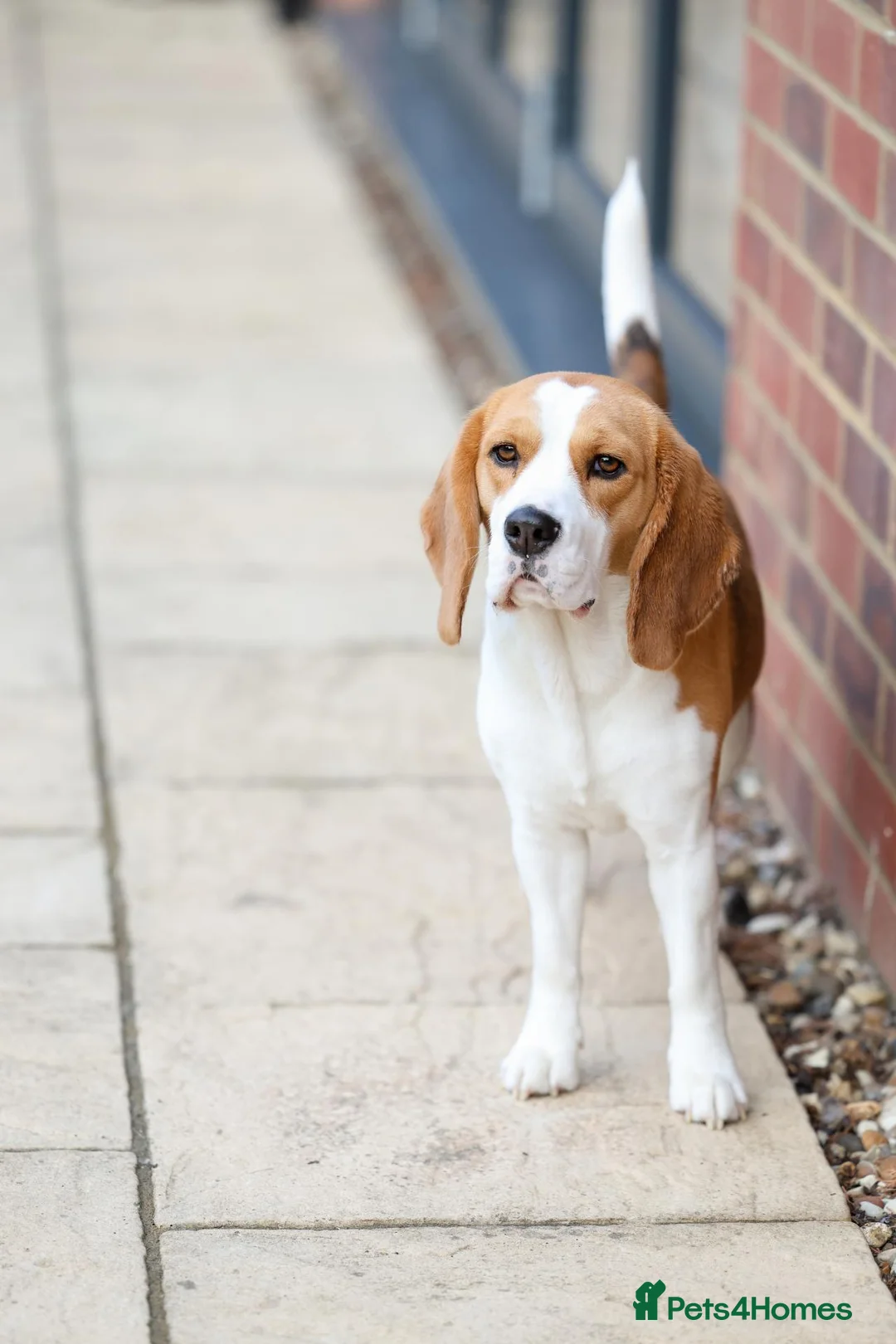 Beagle dogs for sale: Female beagle seeking sofa - Advert 2