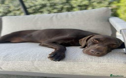 Mixed Breed dogs for adoption: Grace – a quiet, gentle soul needs forever home  - Image 7