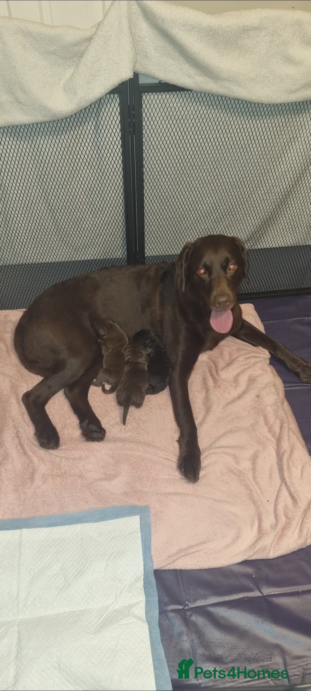 Labradoodle dogs for sale: Gorgeous labrodoodle puppies - Image 6
