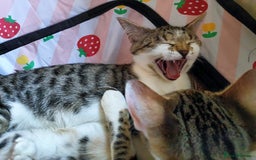 Bengal cats for sale: Bengal X Kittens High % Wild Asian Leopard Cat.  - Image 18
