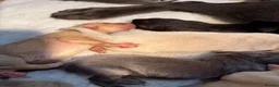 Labrador Retriever dogs for sale: Labrador puppies - Advert 17