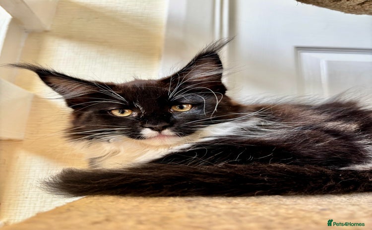 Maine Coon cats - Advert 1