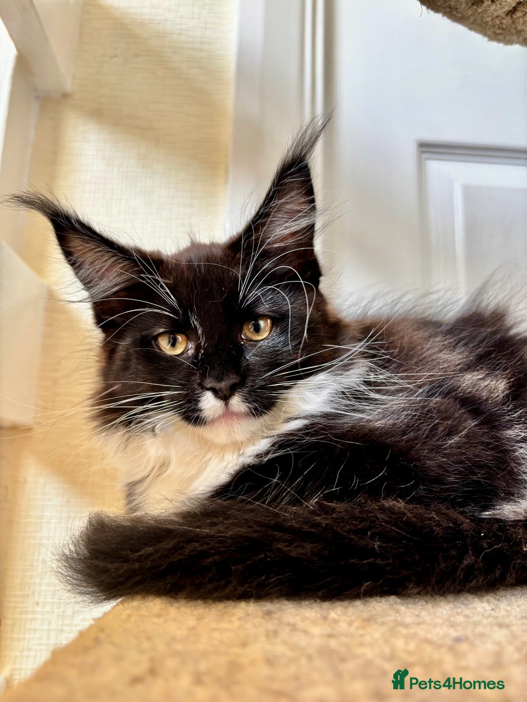 Maine Coon cats for sale: 2 amazing Maine Coon girls💞💞💞 - Image 2