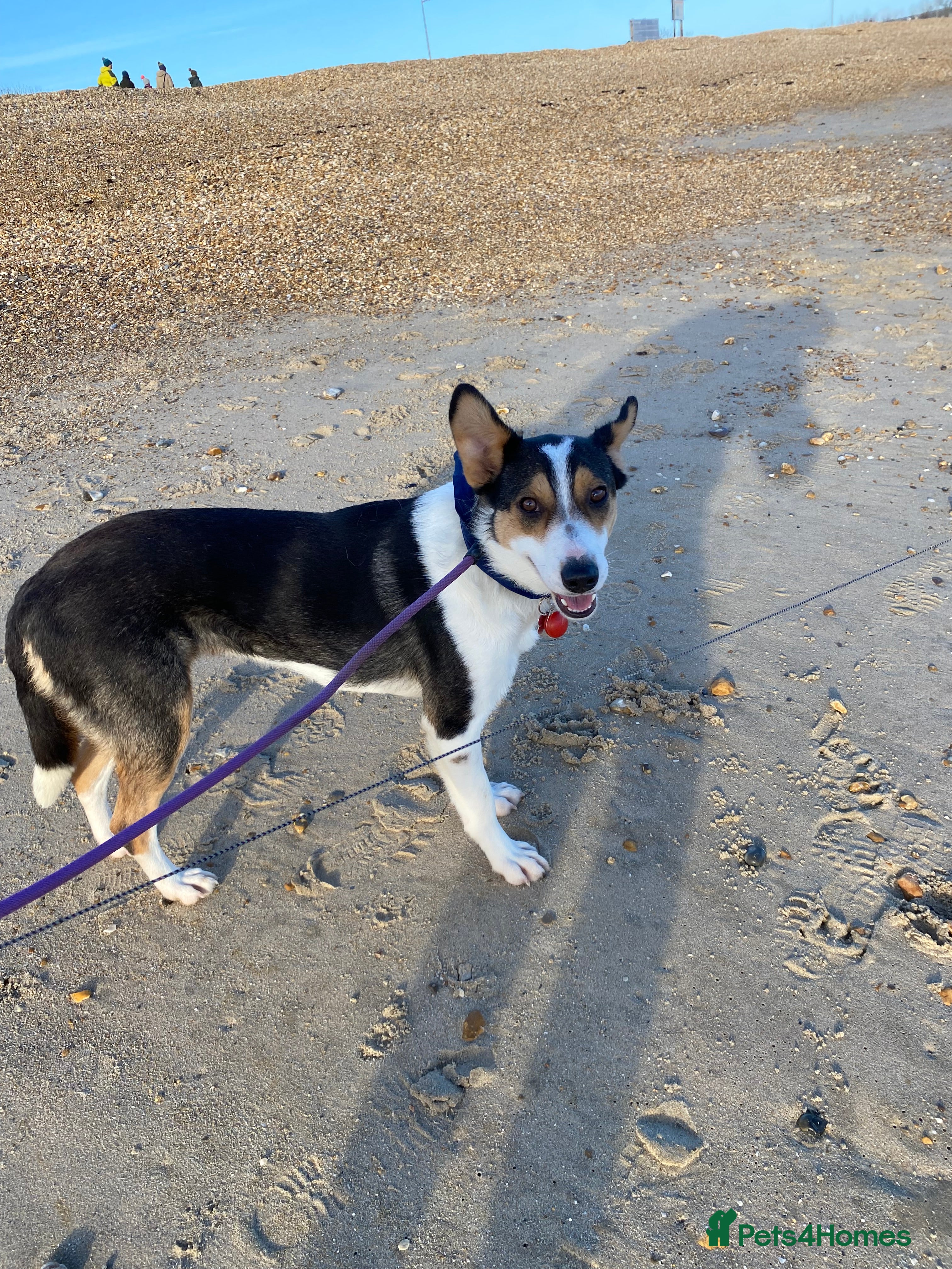 Mixed Breed dogs Angel 👼🏼  - Advert 2