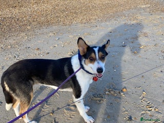 Mixed Breed dogs Angel ๐ผ๐ผ - Advert 5