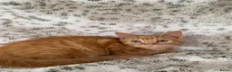 Mixed Breed cats for sale: Fluffy cream ginger girls  mixed with BSH kittens  - Advert 29
