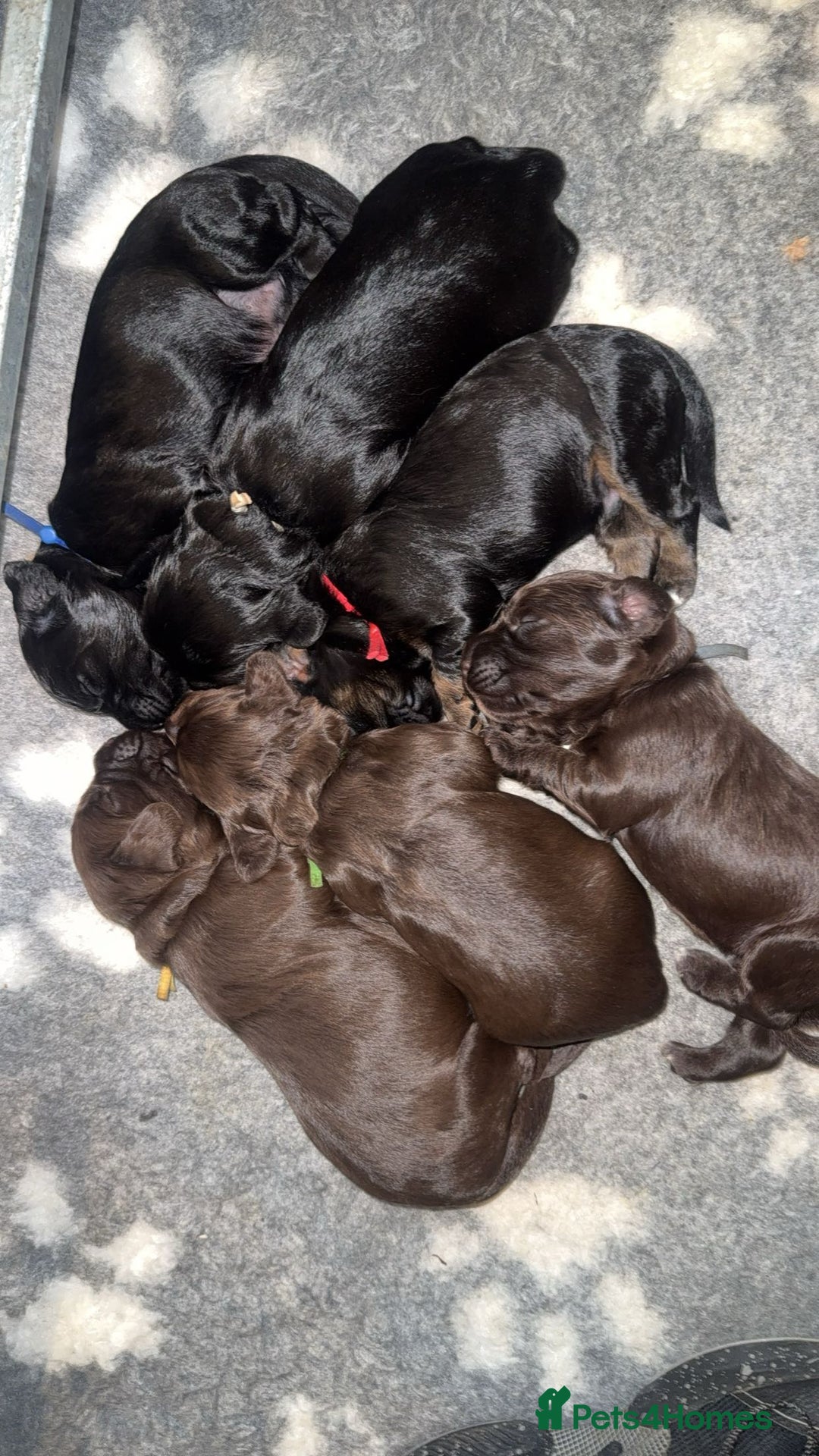 Cocker Spaniel dogs for sale: Cocker Spaniel Puppies - Image 1