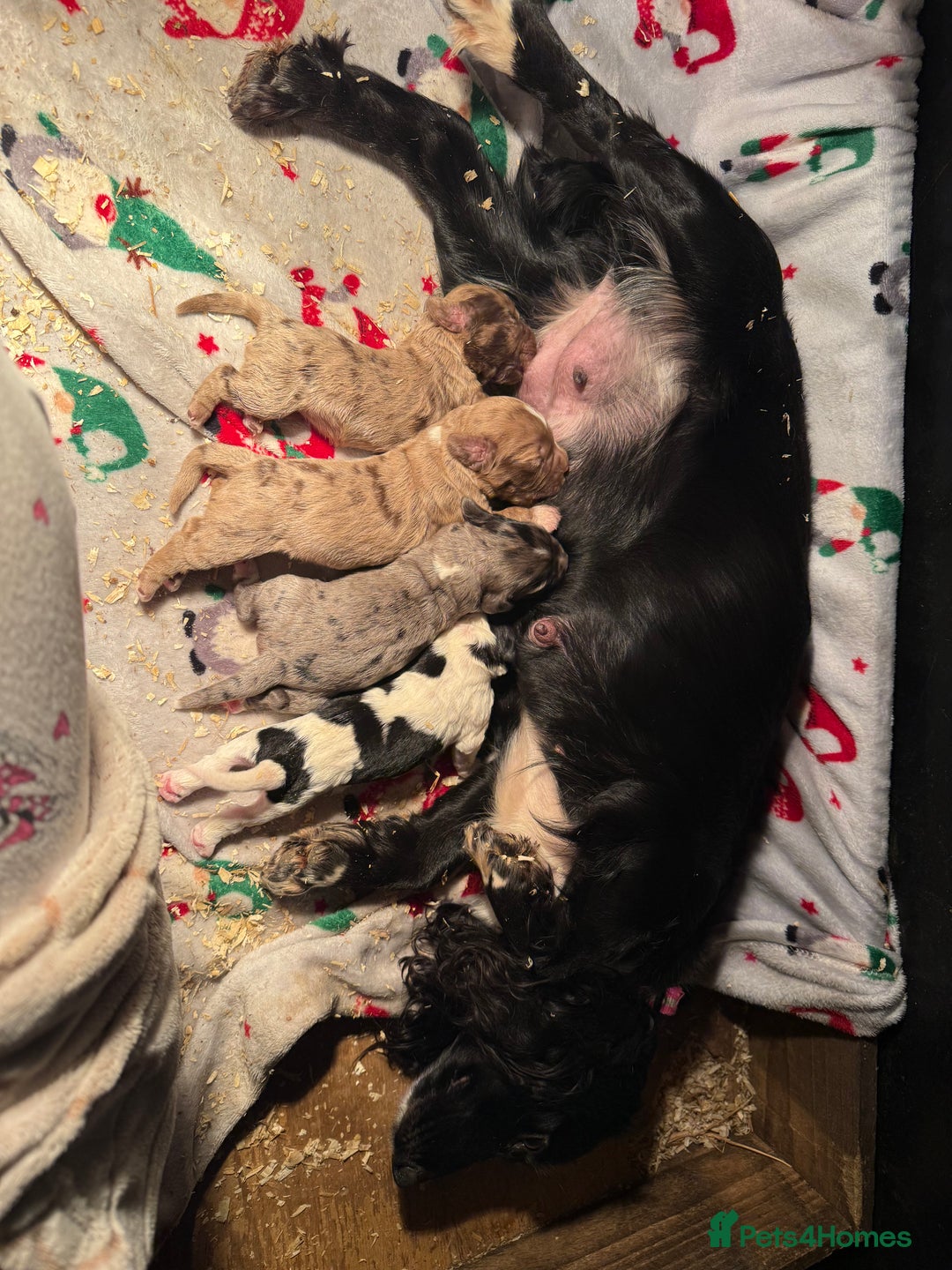 Cocker Spaniel dogs for sale: 4 cocker spaniel Merle pups - Image 2