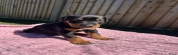Dobermann dogs for sale: 9 Doberman Puppies- Ready to leave 6th June - Advert 30