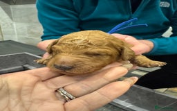 Goldendoodle dogs for sale: Golden doodles f1b - Advert 19