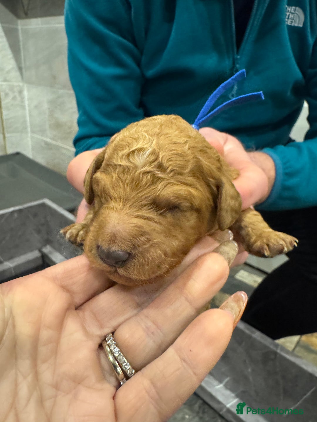 Goldendoodle dogs for sale: Golden doodles f1b - Advert 19